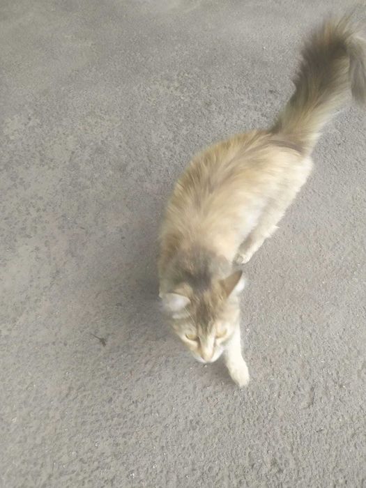 Кошечка Маркиза Великая