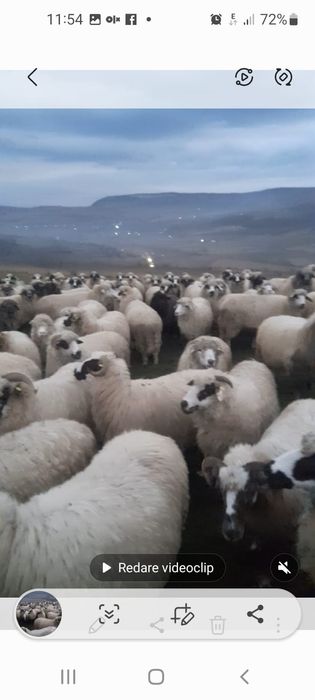 Vând oi tinere și berbeci