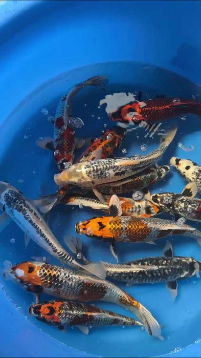 Коя декоративные рыбы Koya baliqla sotiladi