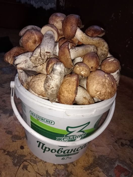 Продам грибы подосиновики