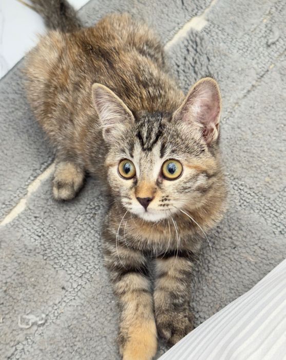 Отдам котят 3 месяца