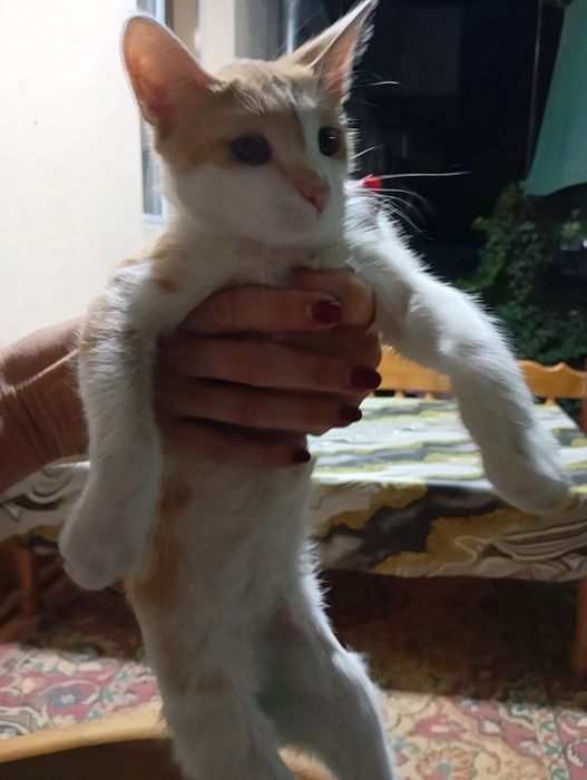 Отдадим в хорошие руки Котов  три месяца. Добрые, игривые, шустрые.