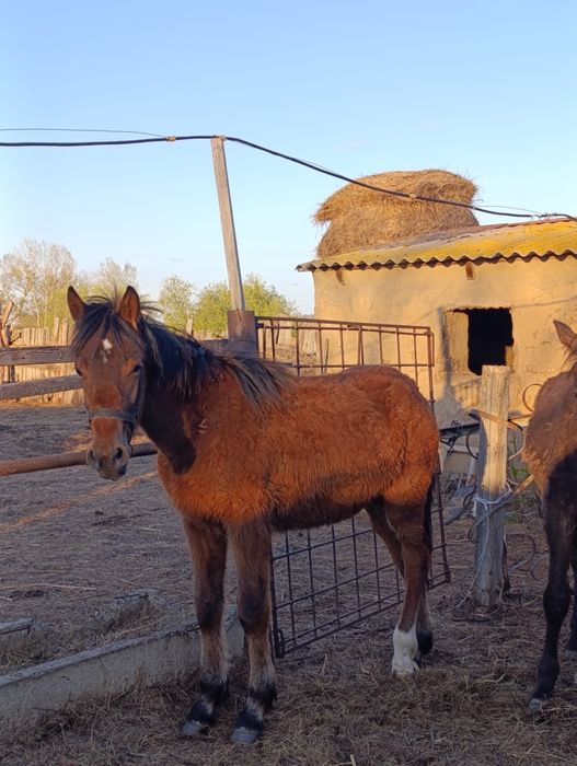 Тай сатыладыыыыыы