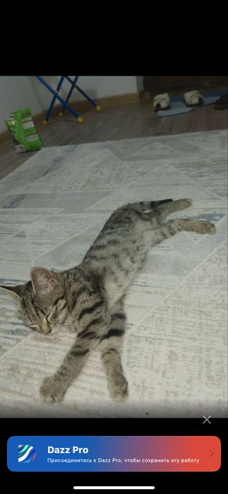 Отдам котенка даром