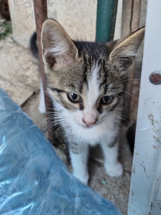 Подарявам дворни котенца