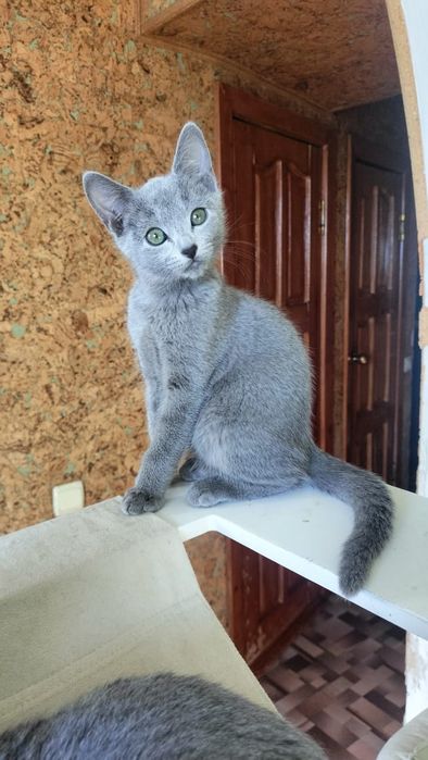 Замечательные котята РУССКОЙ ГОЛУБОЙ