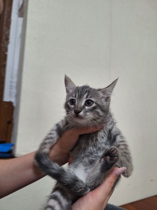 Котята возраст 2 месяца отдам даром