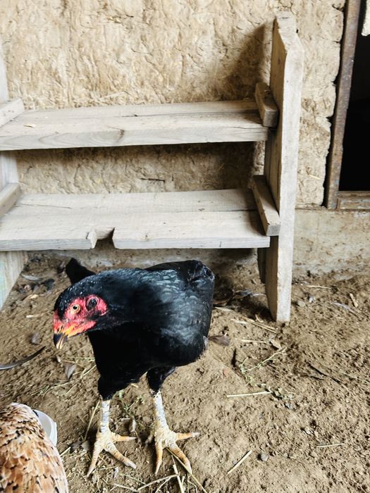 Дакан тауыктар бар сатылады 4шт бар