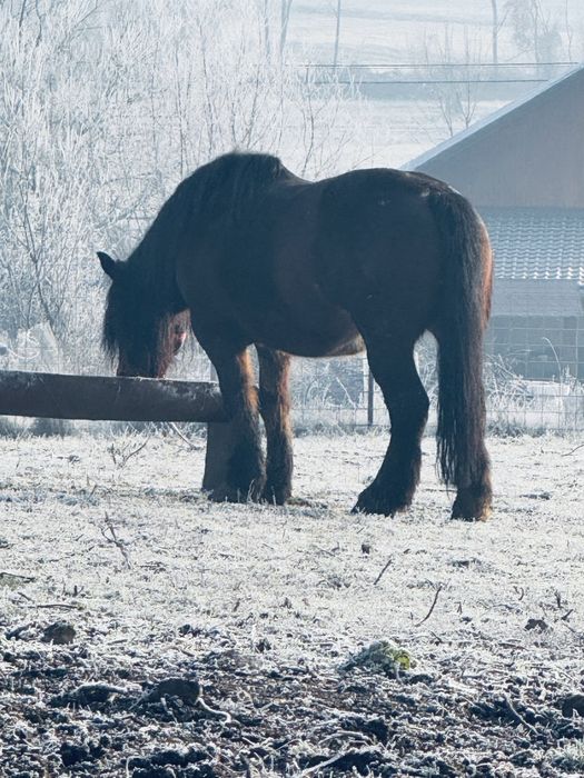 Vand iapa grea de 7 ani