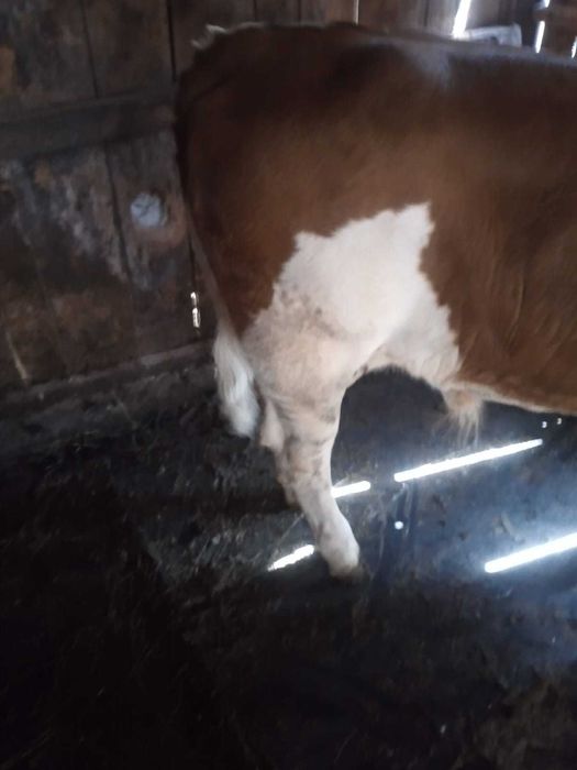 Vând vițel rasa Bălțată românească