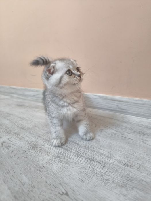Scottish Fold Chinchilla - femela
