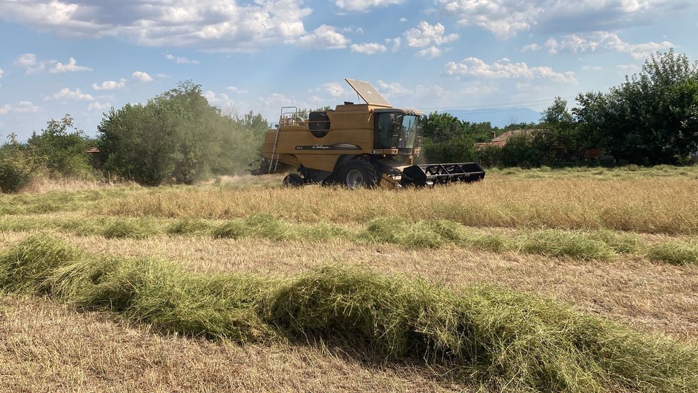 Семе люцерна плевен 6  и обнова 10/реколта 2025