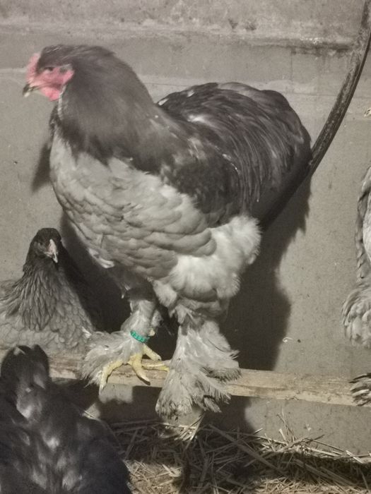Vând cocoși brahma columbia   hi și potarnichiu