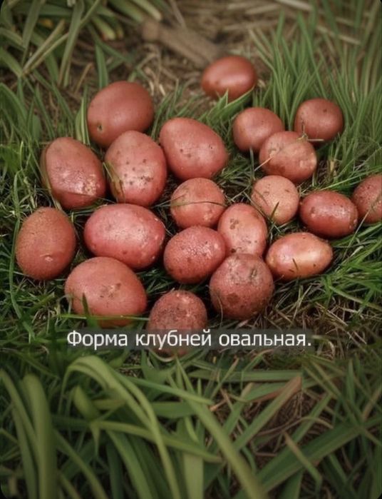 Семена картофеля(Каскелен)