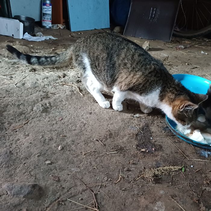 Donez 2 pisicute dragalase