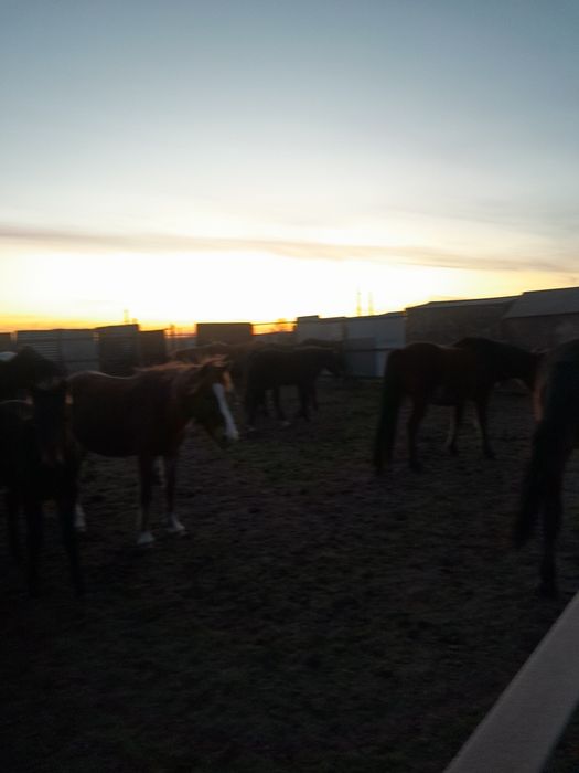 Соғымға семіз жабағылар сатылады