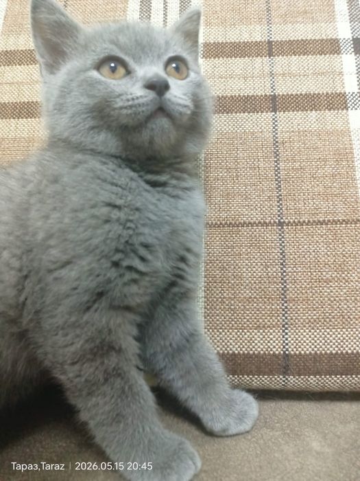 Котёнок британец