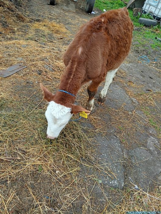 Vând 2 vitele intarcate