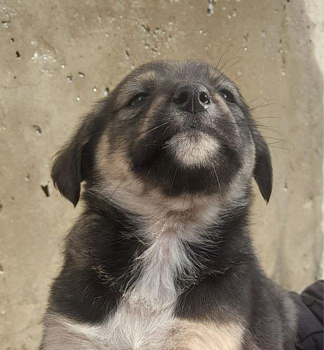 Пристраеваются щенята