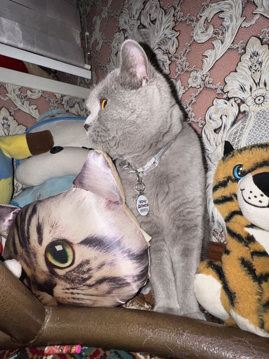 Продам кота скоттиш-страйт