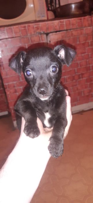 Продам щенка пинчер