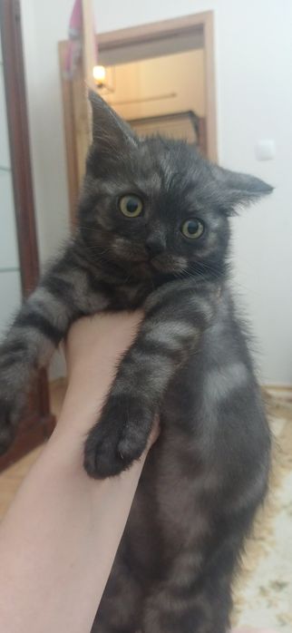 продам Котёнка  мальчика