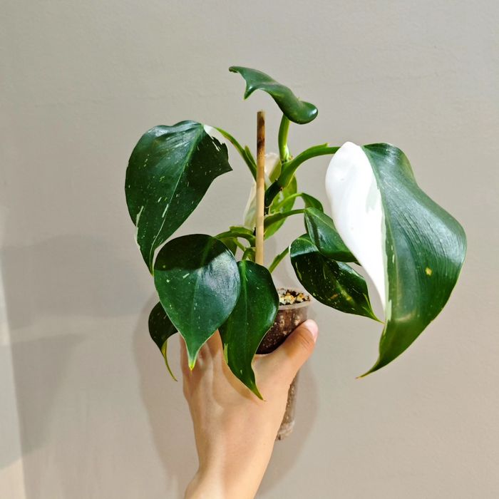 Цветы орхидеи филодендрон