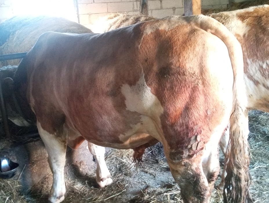 Taur+ jurinca+ vaca de vânzare