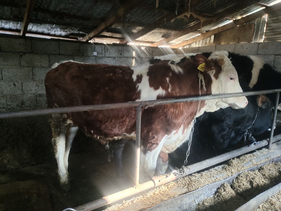 Сементал 1 жасар бұқалар сатылады