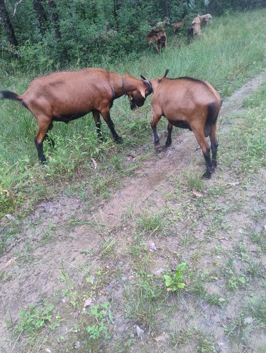 Vând țap alpin francez fara corne