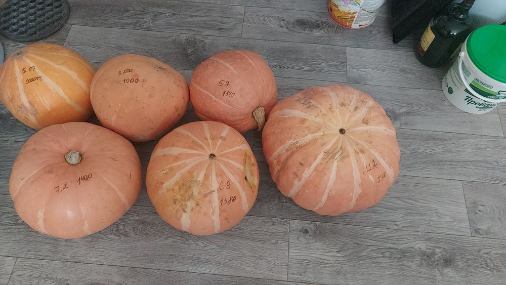 Тыква домашняя продам