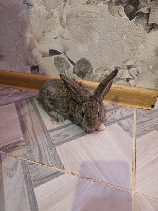 Продам крольчат мес
