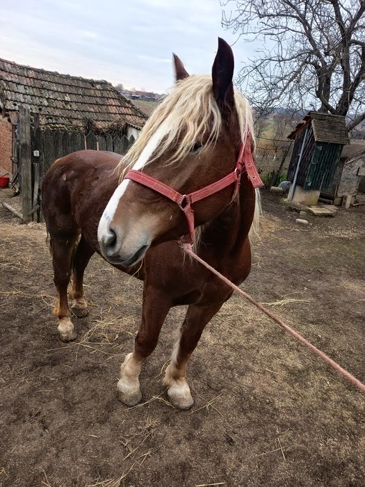 Mânză 2 ani forte cuminte