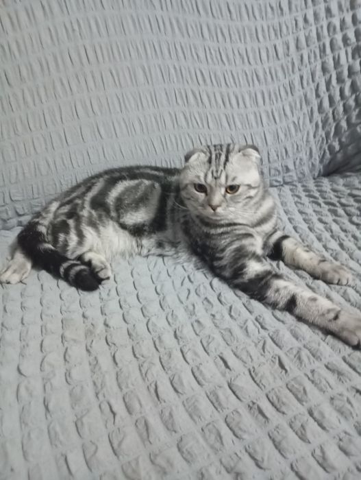 Кот на вязку шотландский