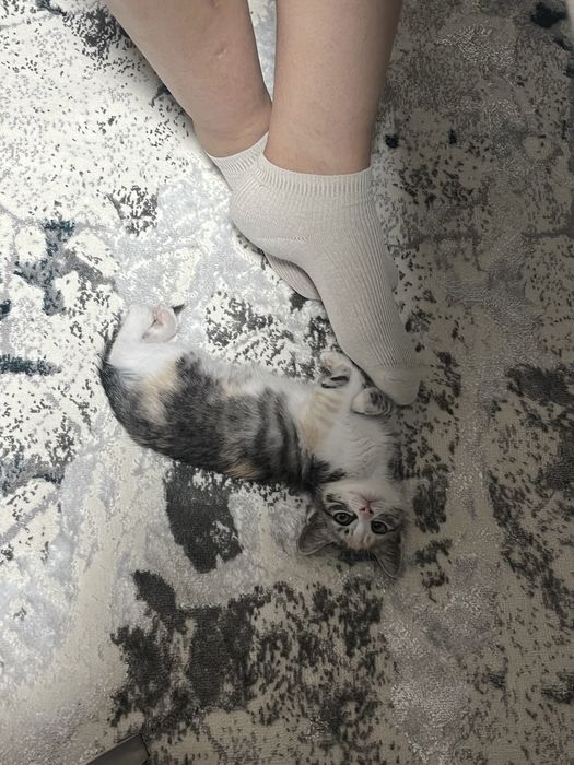 котенок, девочка 3 месяца