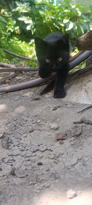 Отдам котят в хорошие руки