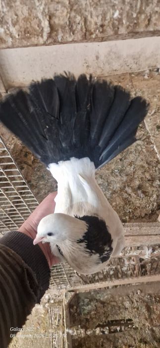 Черно шеики черно хвостые