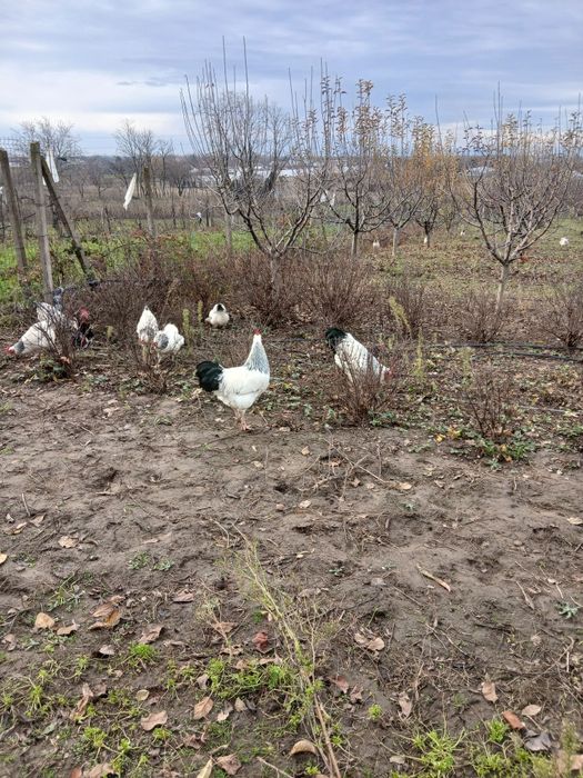 Ouă  susex de  vânzare  6 lei