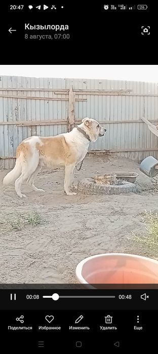 Тобет ит сатылады