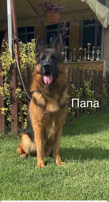 Немецки овчарка