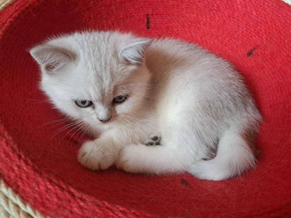 Шотландско котенце