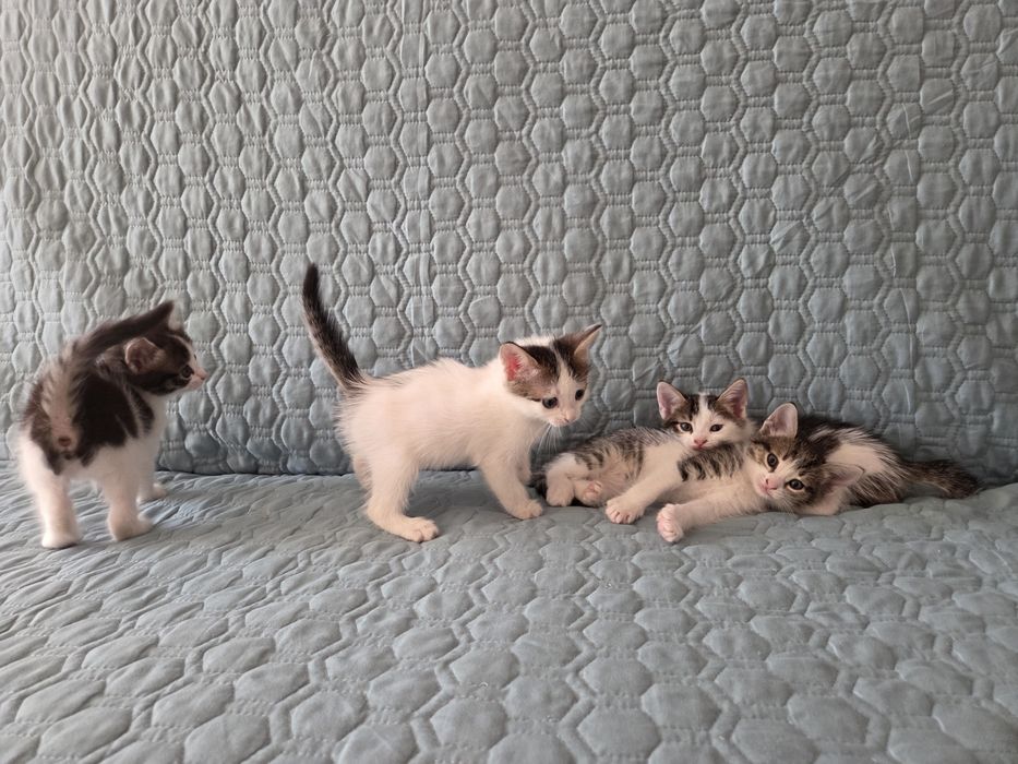 Отдам котят в добрые руки
