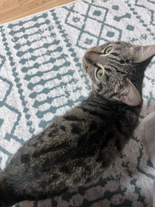 Котенок в добрые руки