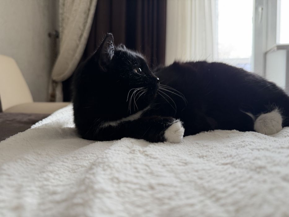 Дарю кошечку.