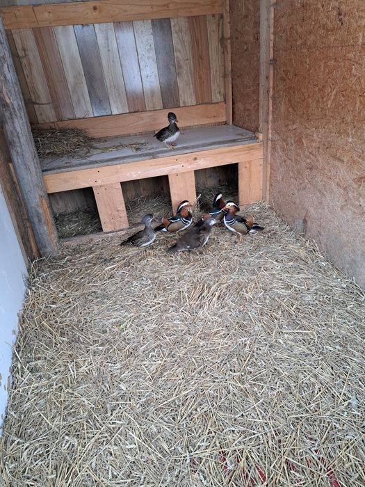 Vând rațe Mandarin