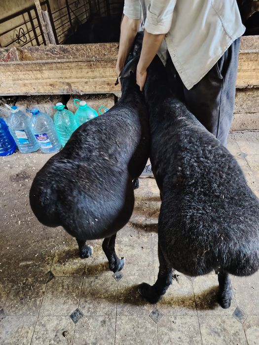 Quyla sotiladi 1tasi quzi bitasi 2tish uzimizi quy yeb ichishiga kafol