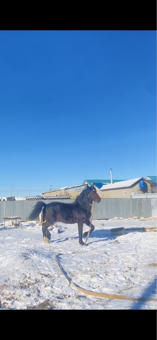 Таза қанды қарабйыр сатылат