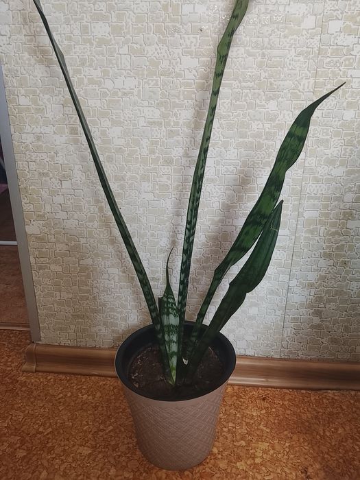 Продам комнатные цветы