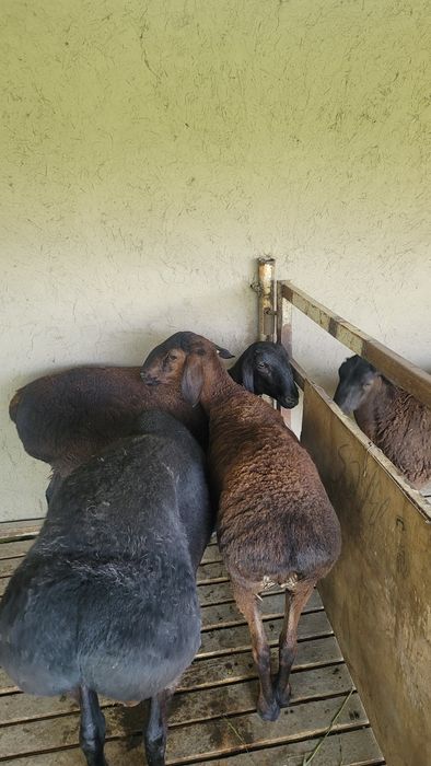 Zoti tozza xisori simjun quyla