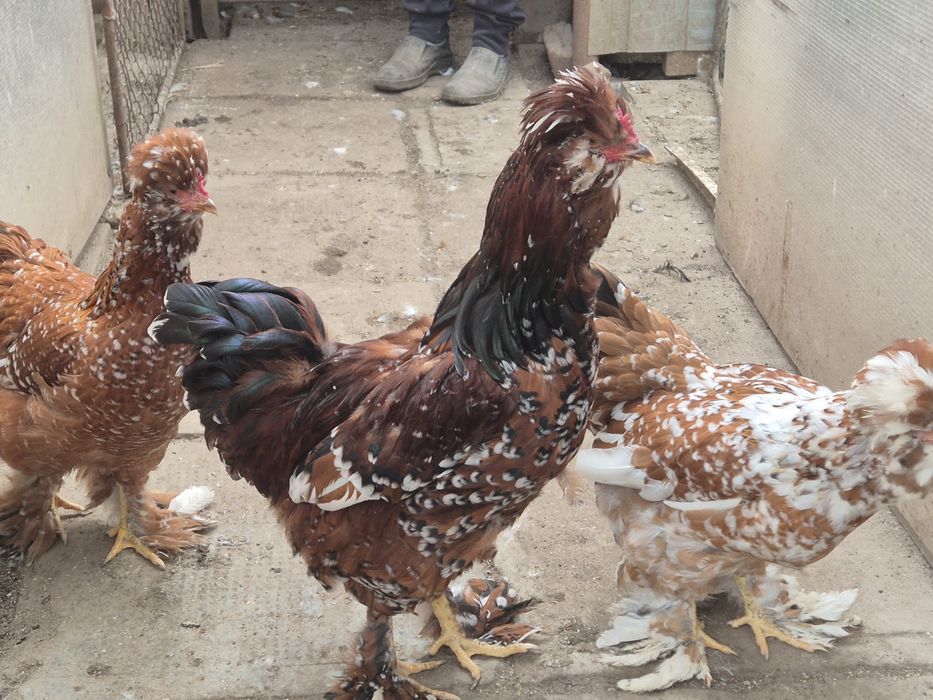 Gaini de rasa wyandotte, cochinchina